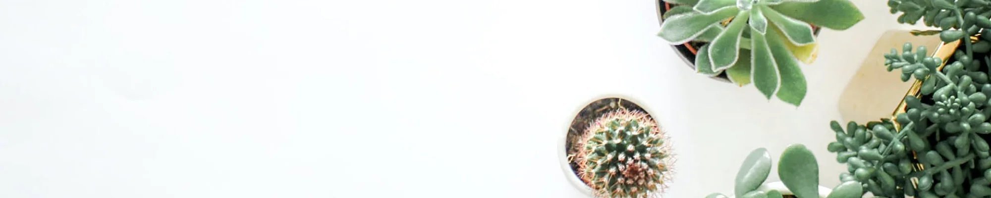 group of succulents on white background